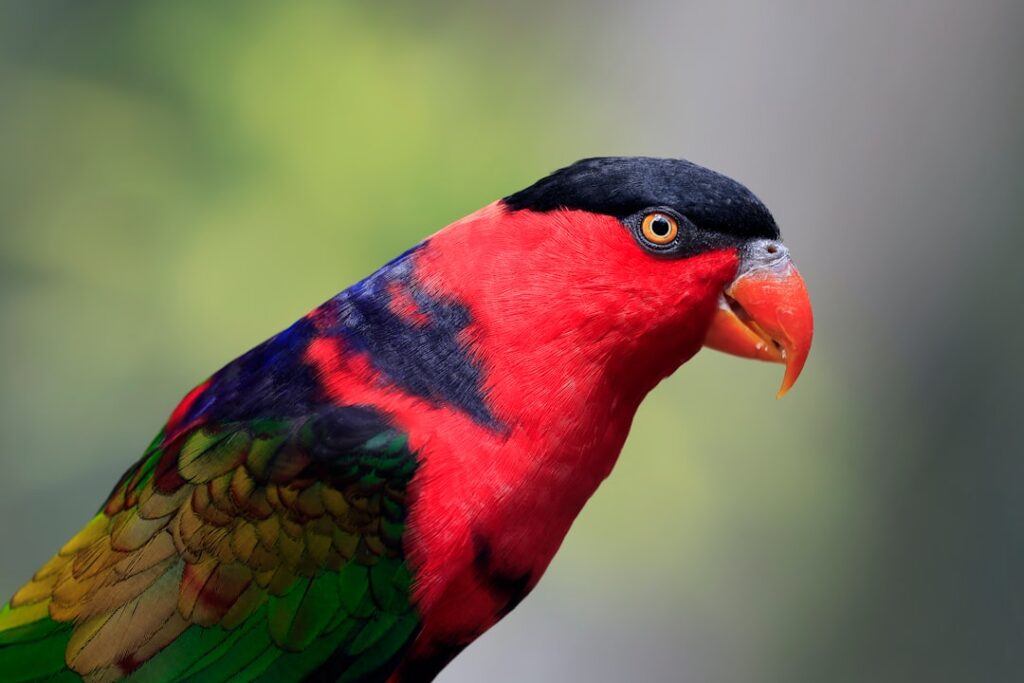 Photo Colorful parrot