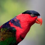 Photo Colorful parrot